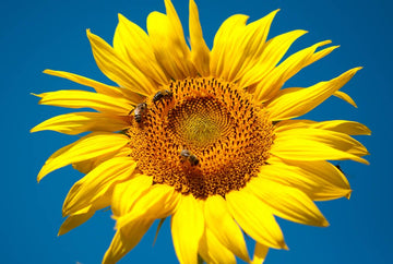 sunflower　プロフィール見てね～■IS　GSE31 H27.1 File:Sunflower 3 (5008653666).jpg - Wikimedia Commons