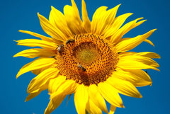 Giant Grey Stripe Sunflower