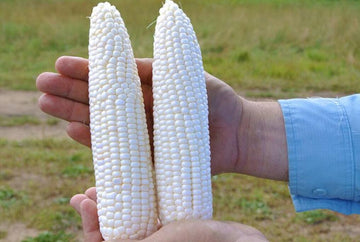 white popcorn seeds for planting Robust White Hybrid Popcorn F1 – HOSS
