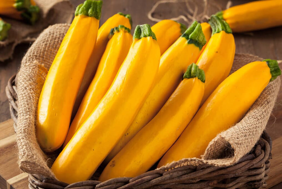 Golden Delight Hybrid Zucchini F1 – HOSS