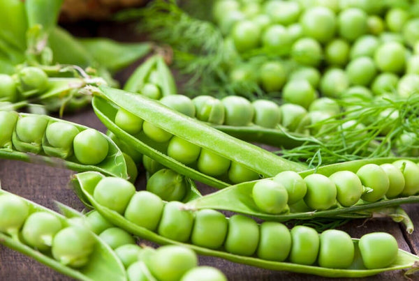 Green Arrow Pea 200 Seeds