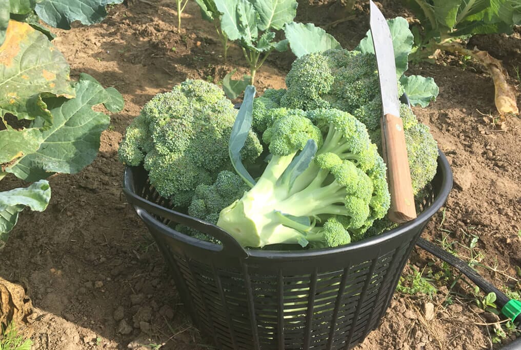 Green Magic Broccoli Plugs