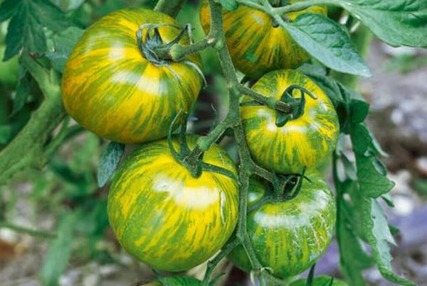 Green Zebra Tomato – HOSS