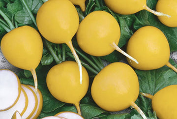 Roxanne Hybrid Radish F1 – HOSS
