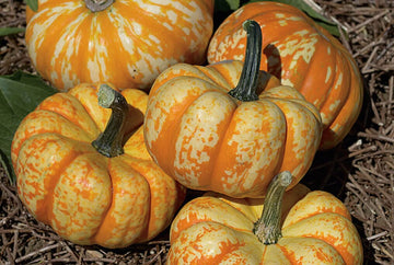 Blaze Hybrid Pumpkin F1 – HOSS