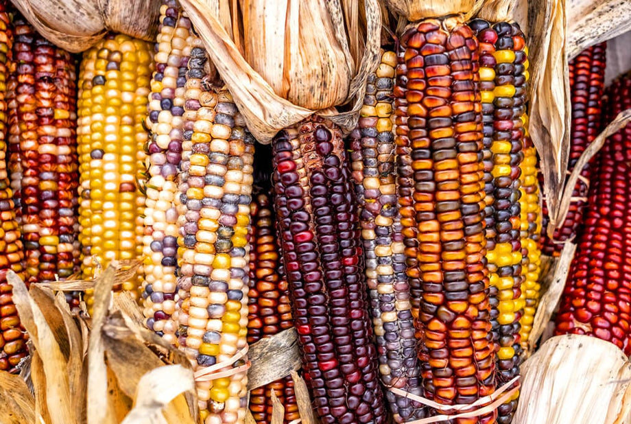 indian corn seeds for planting Indian Flour Corn – HOSS