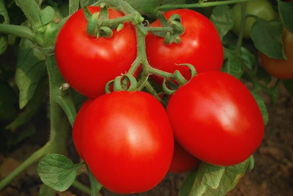Invincible Tomato
