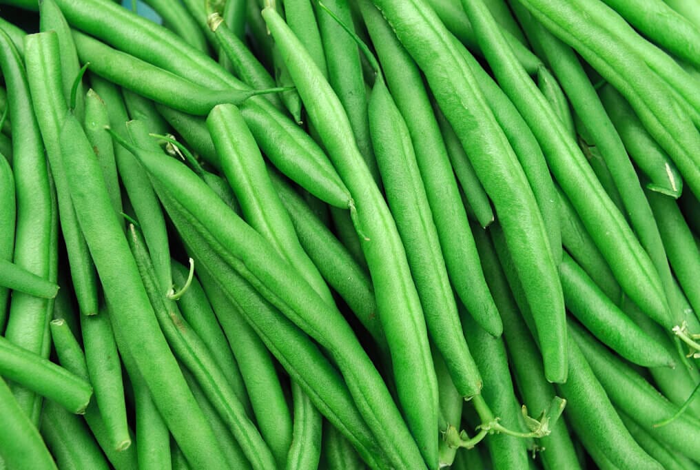 jade bush bean plant Jade Bush Bean 20 Pounds