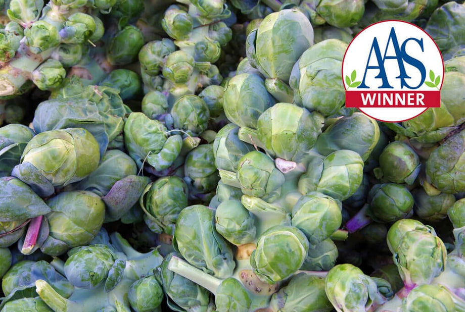 jade cross brussel sprouts plants Jade Cross Hybrid Brussels Sprouts F1 1,000 Seeds