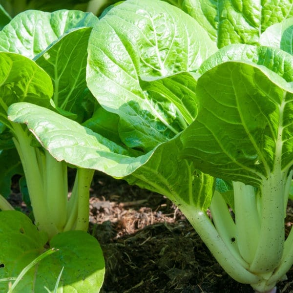 chinese cabbage succulent scientific name Joi Choi Hybrid Chinese Cabbage F1
