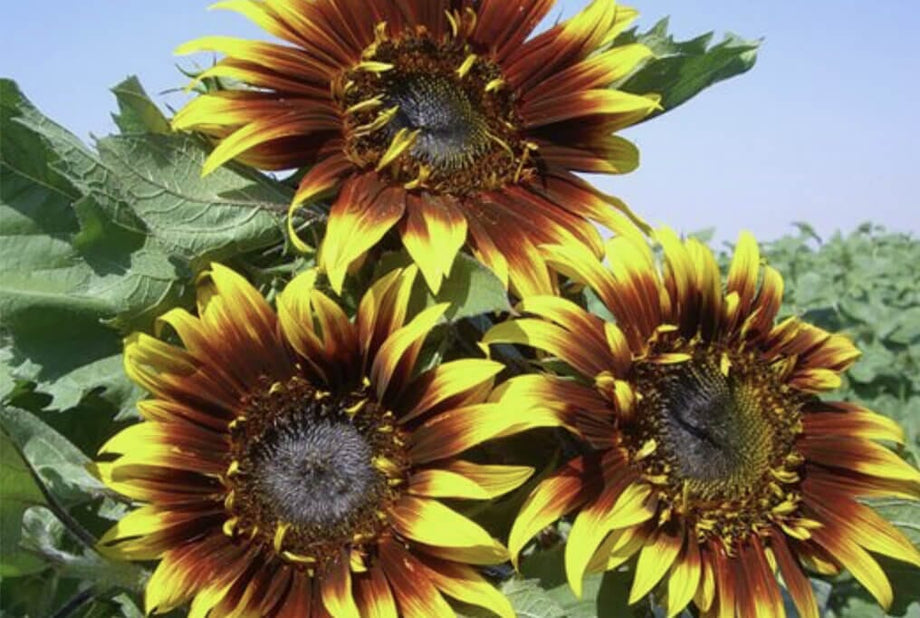 Chocolate Cherry Sunflower – HOSS