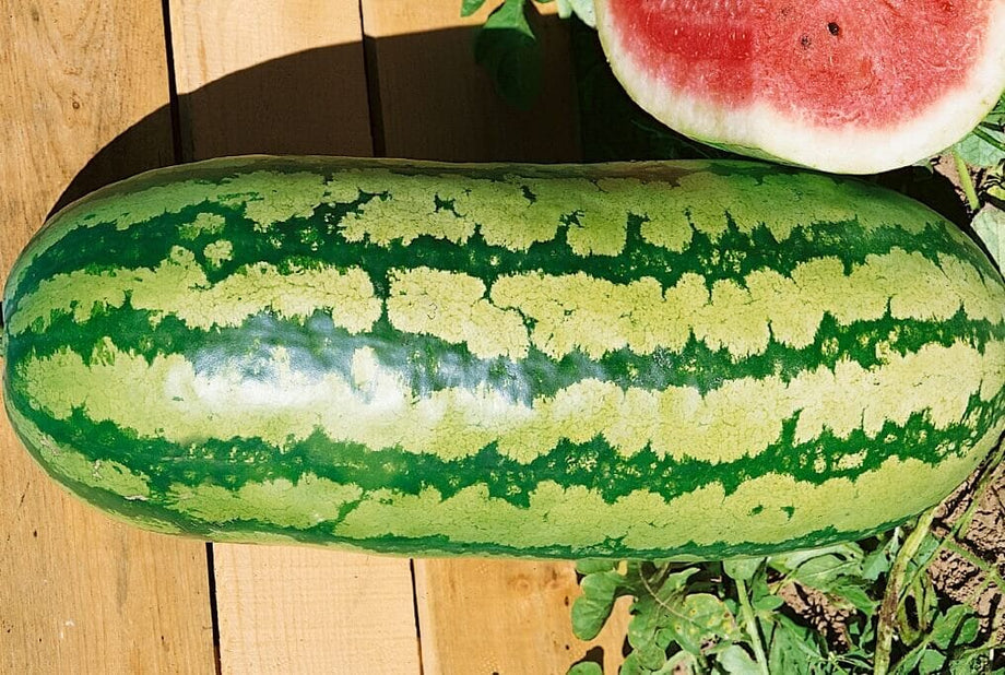 watermelon plant Jubilee Watermelon