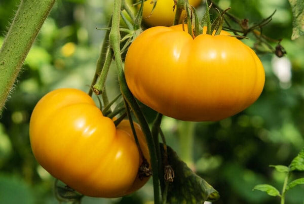 Kellogg's Breakfast Tomato – HOSS