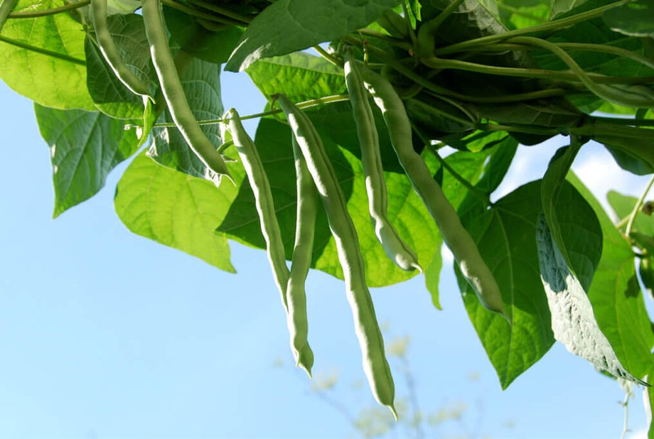 Kentucky Wonder Pole Bean 5 Pounds