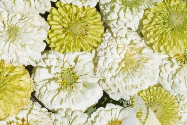 Key Lime Pie Zinnia – HOSS