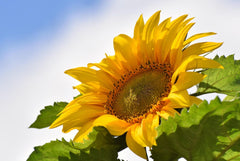 Kong Giant Sunflower