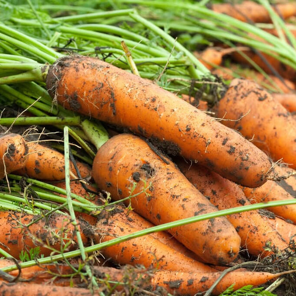 パンツ carrot kuroda-carrot_grande.jpg?v=