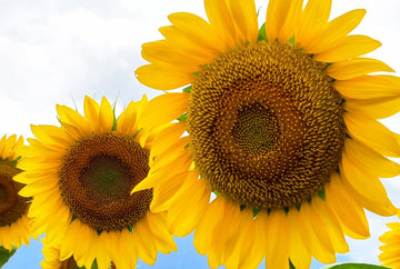 sunflower　プロフィール見てね～■IS　GSE31 H27.1 American Giant Hybrid Sunflower – HOSS