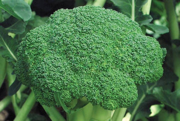 Emerald Crown Hybrid Broccoli F1 – HOSS