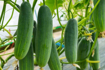 gherkin plant Parisian Gherkin Hybrid Cucumber F1 – HOSS