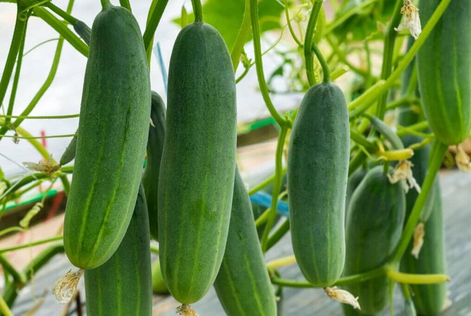【cucumber】 BONWELL RZ F1 (22-551) | Mini cucumber | Vegetable seeds