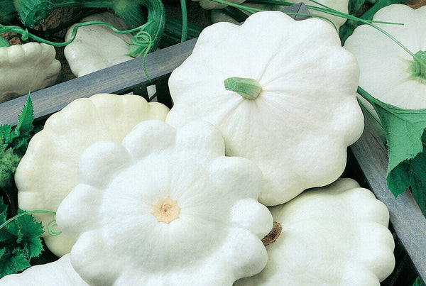 Moonbeam Hybrid Squash F1 – HOSS