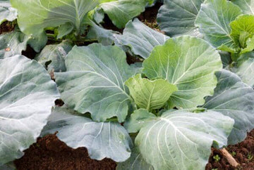 250+ Vates Collard Green Seeds – Fresh Harvest, Easy To Grow, Full Sun, Annual, For Outdoor Gardens