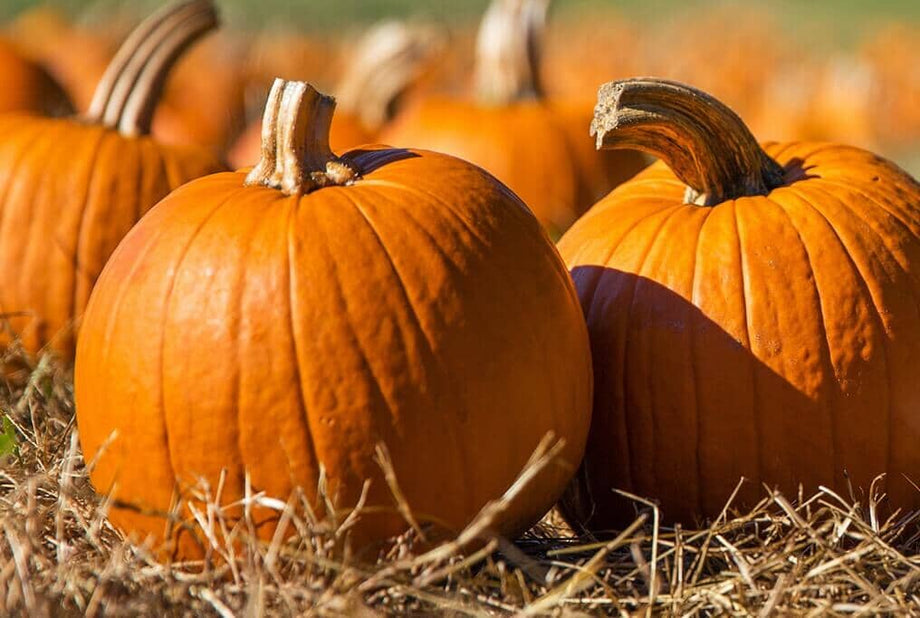 Mustang PMR Hybrid Pumpkin F1 – HOSS