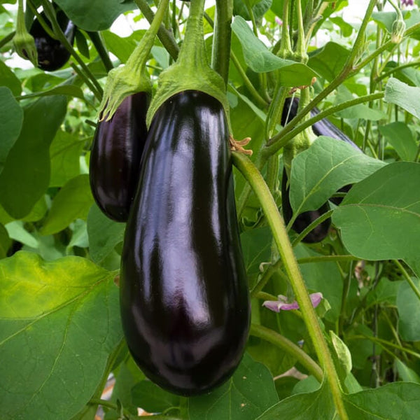 Nadia Hybrid Eggplant F1 – HOSS