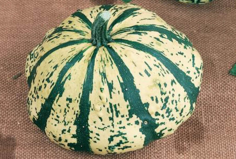 ★MAP MATE／SQUASH「GUTS vol.1 vol.2」25周年記念 Partial Eclipse Hybrid Squash F1 – HOSS