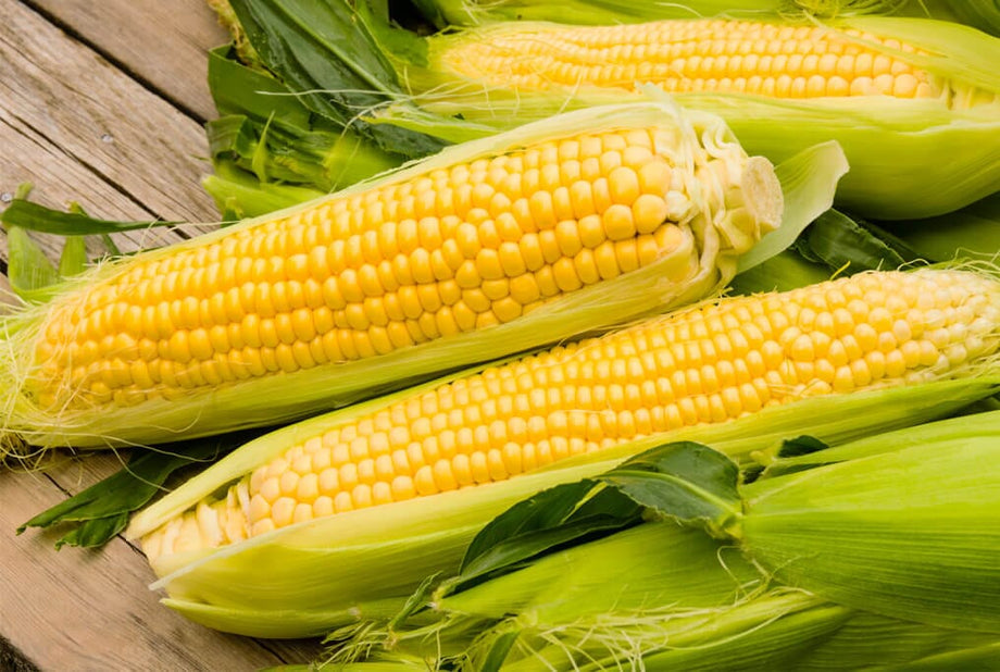 Kandy Korn Yellow Sweet Corn Seeds Red Purple Husk EH Hybrid - Australia Kandy Korn Yellow Sweet Corn Seeds Red Purple Husk EH Hybrid - Australia