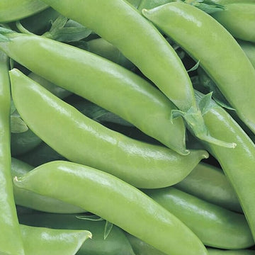Green Arrow Pea – HOSS