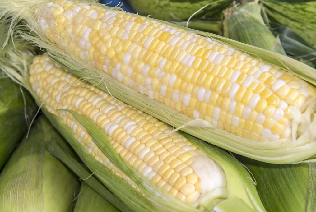 Peaches and Cream Corn | Fresh and sweet | GrowHoss – HOSS