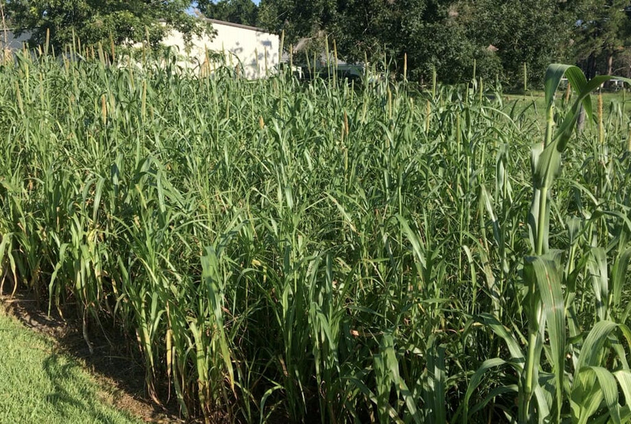 millet seed planting depth Brown Top Millet – HOSS