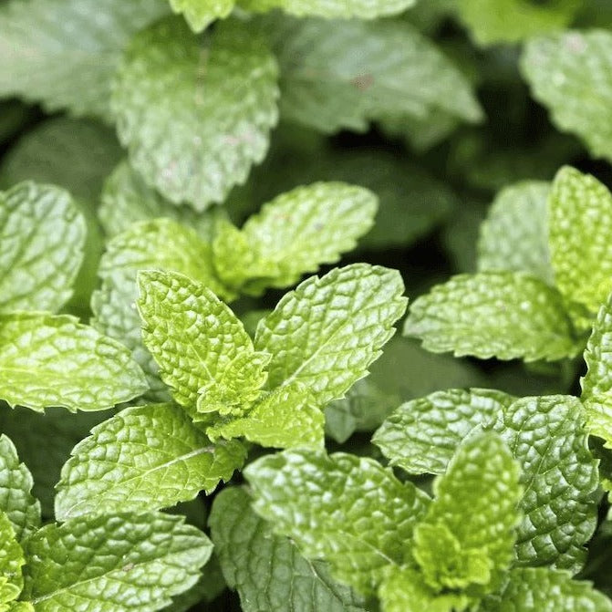 How to grow and care for peppermint