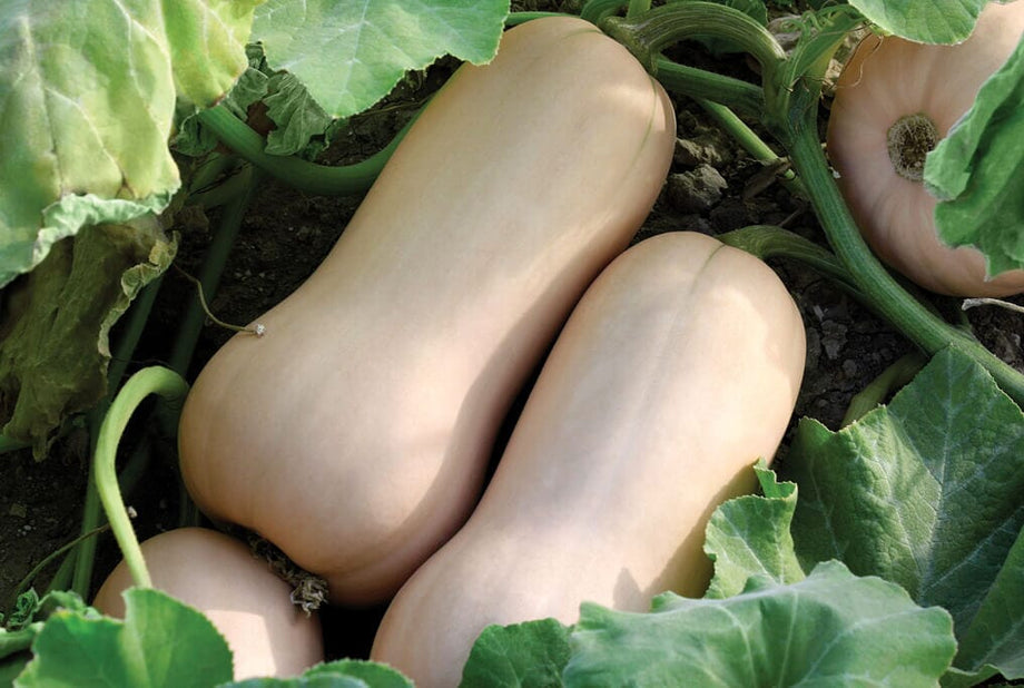 Polaris Butternut Squash F1 – HOSS