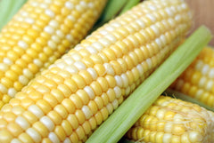 Primus Hybrid Sweet Corn F1