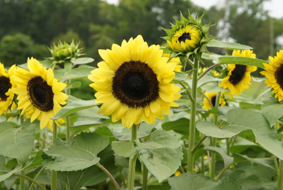 sunflower171707ページ ProCut® Orange Sunflower – HOSS