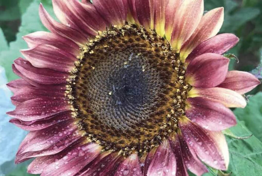 purple sunflower seeds for planting ProCut Plum Sunflower 50 Seeds