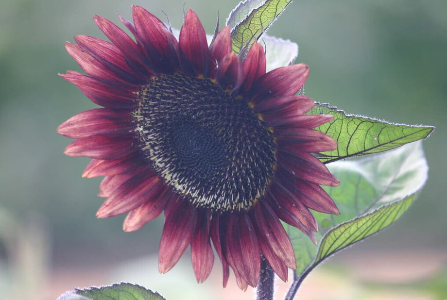 bunga matahari merah