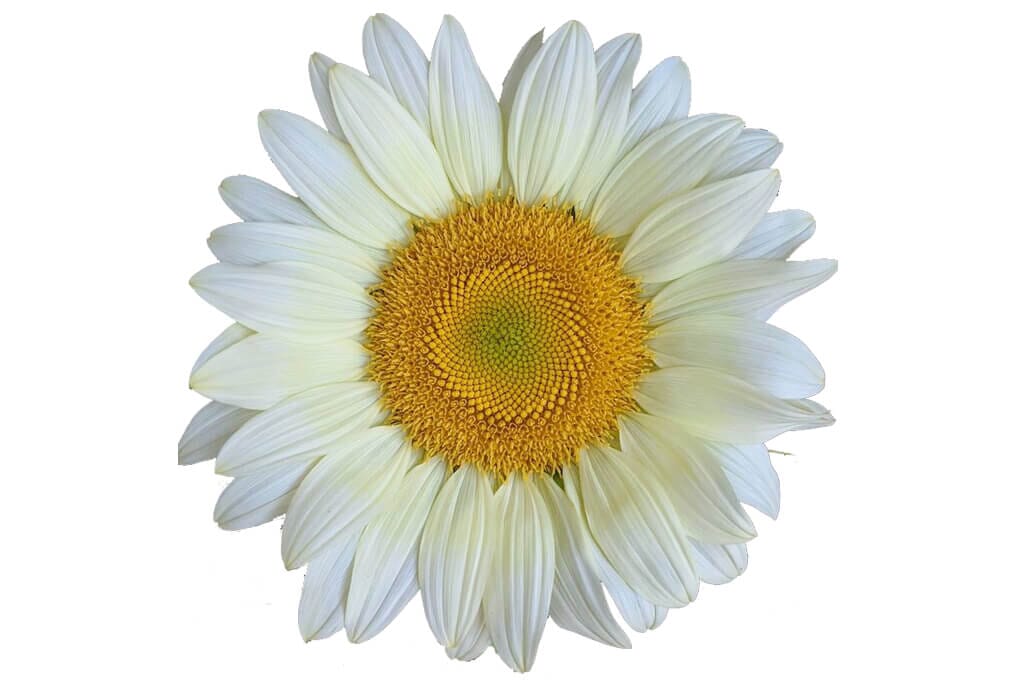 ProCut&reg; White Lite Sunflower