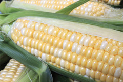 Providence Hybrid Sweet Corn F1