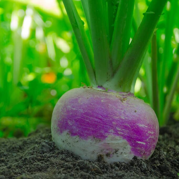 turnip seed planting rate Purple Top Turnip 1/4 Pound