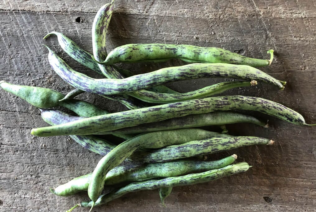 planting rattle snake beans utube Rattlesnake Pole Bean