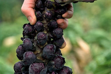 jade cross brussel sprouts plants Jade Cross Hybrid Brussels Sprouts F1 – HOSS