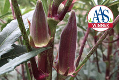 Red Burgundy Okra