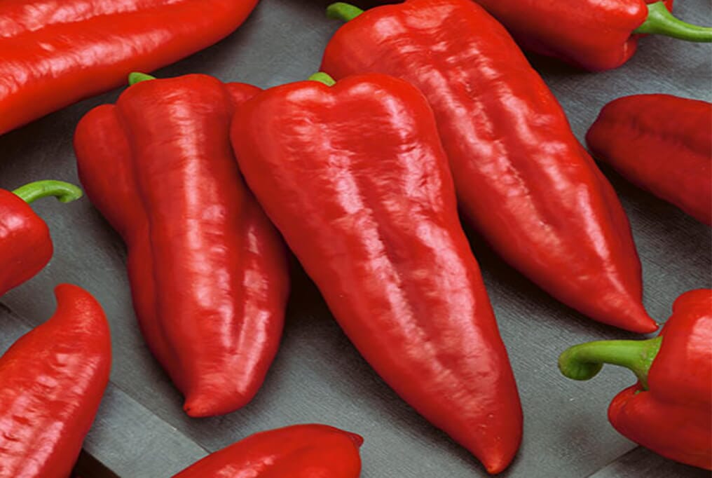 Red Marconi Pepper | Sweetest and yummy | GrowHoss – HOSS