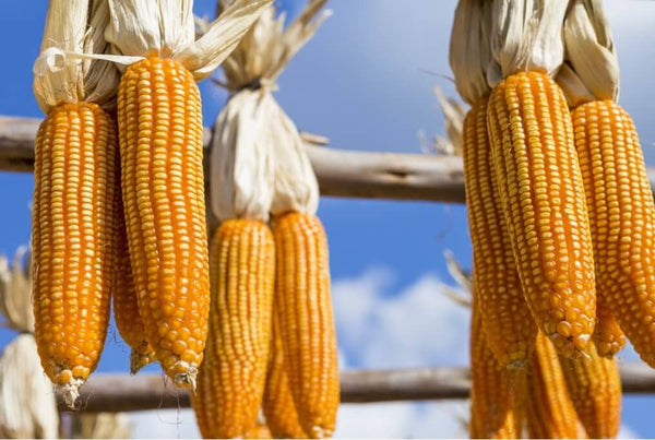 Reids Yellow Dent Corn – HOSS