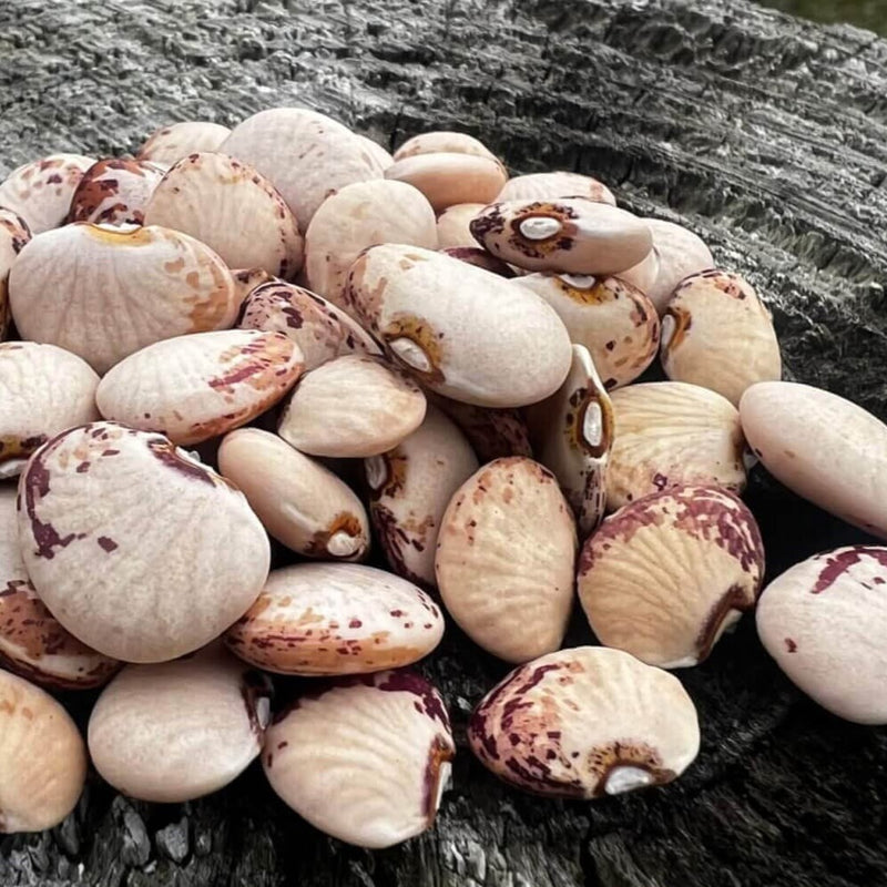 Rev. Taylor Lima (Butter) Bean