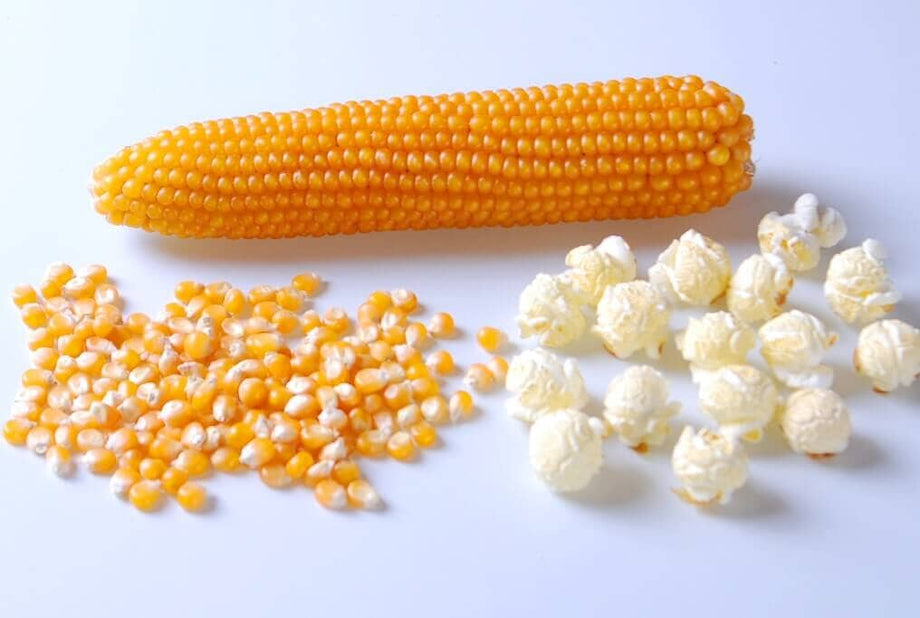 where to buy popcorn seeds for planting Robust Yellow Hybrid Popcorn F1 5,000 Seeds
